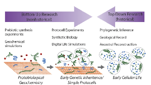 Origin of the electron transport chain